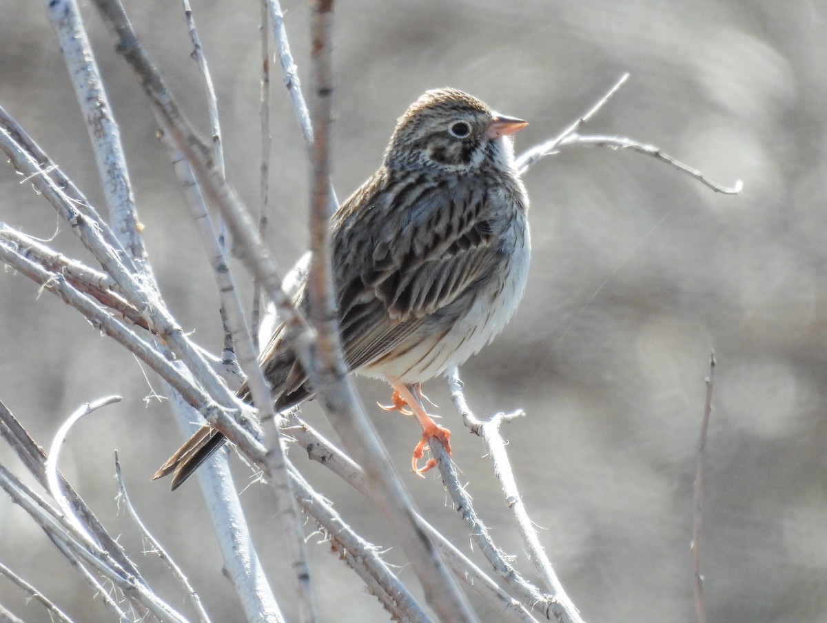 Vesper Sparrow - Sara Gravatt-Wimsatt