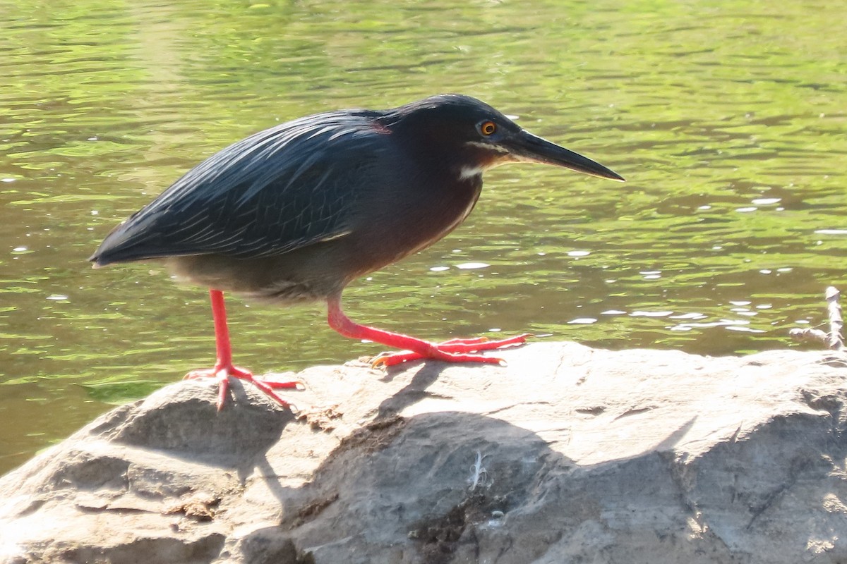 Green Heron - Mike Donaldson