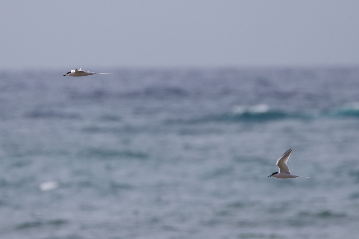 Roseate Tern - Michael St John