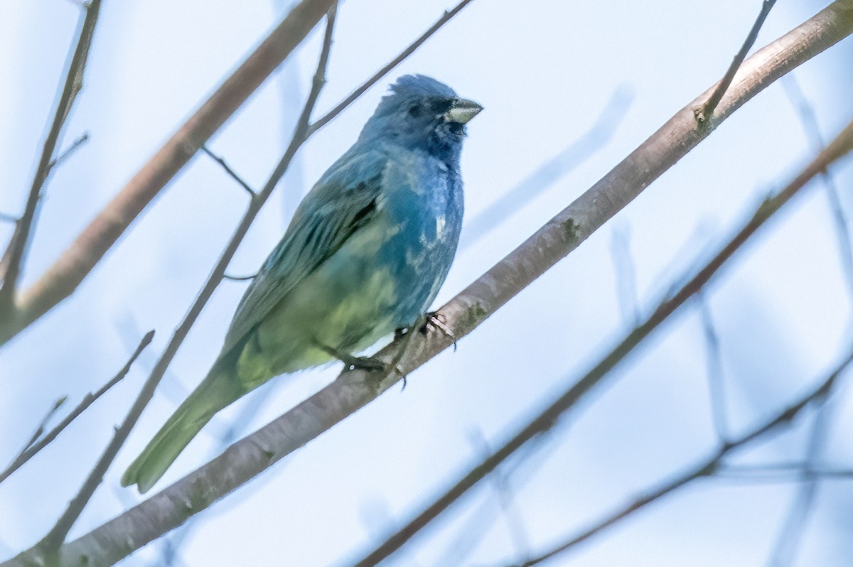 Indigo Bunting - James Hoagland