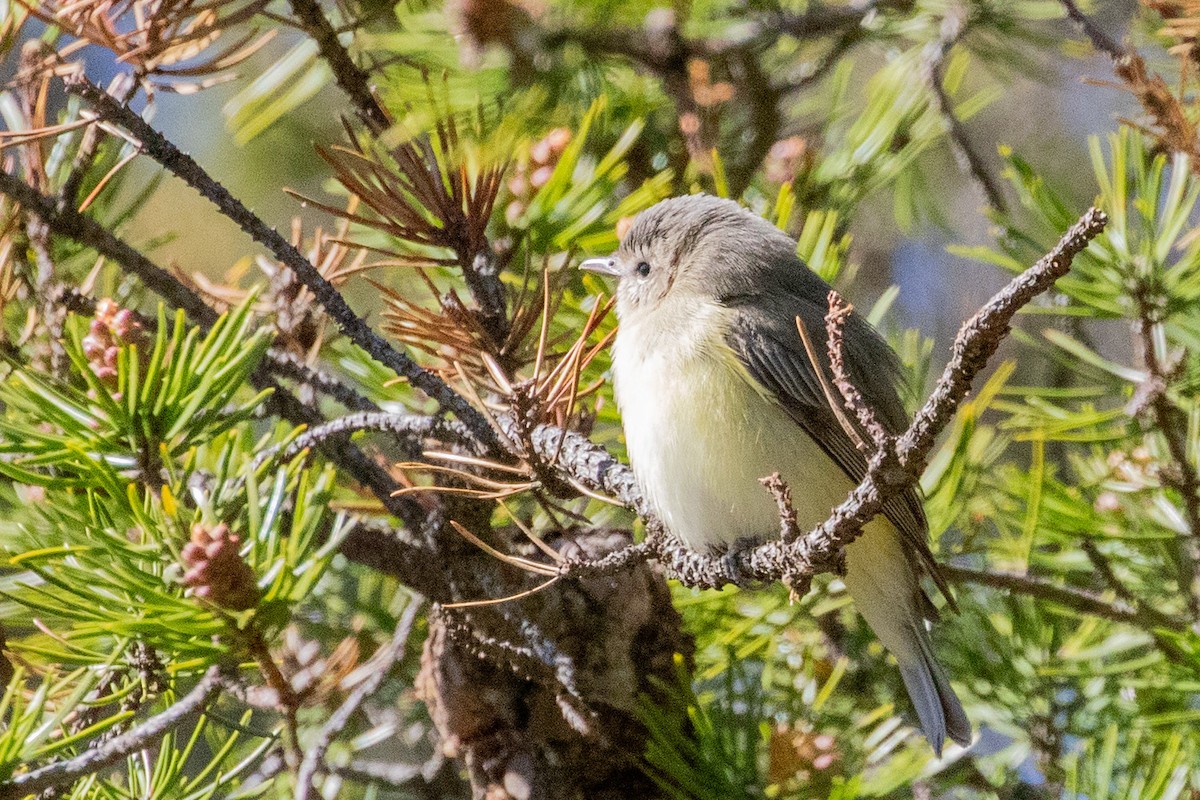 Philadelphia Vireo - Sue Wright