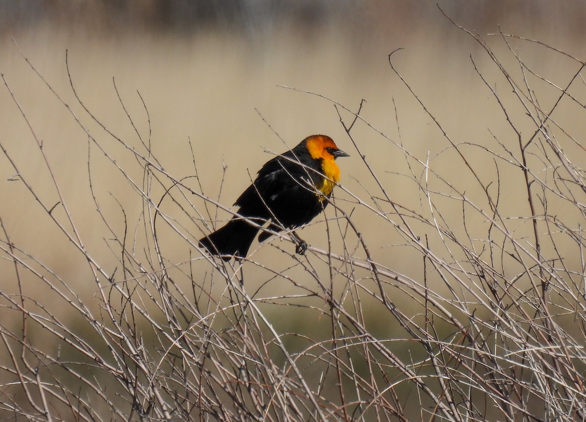 Yellow-headed Blackbird - ML619646736