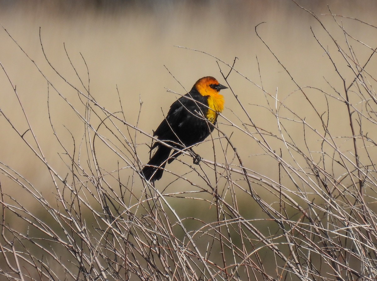 Yellow-headed Blackbird - ML619646738