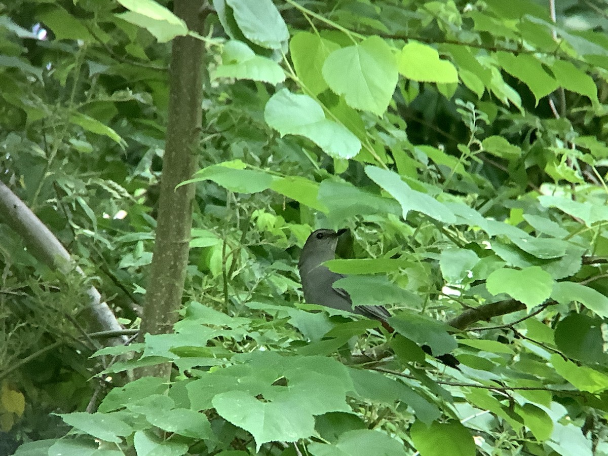 Gray Catbird - ML619646739