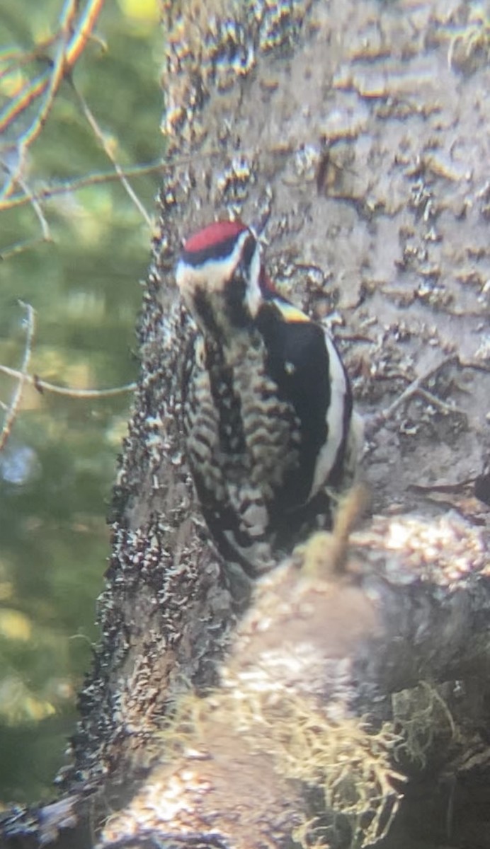 Yellow-bellied Sapsucker - Zakary L’Abbé-Larivière