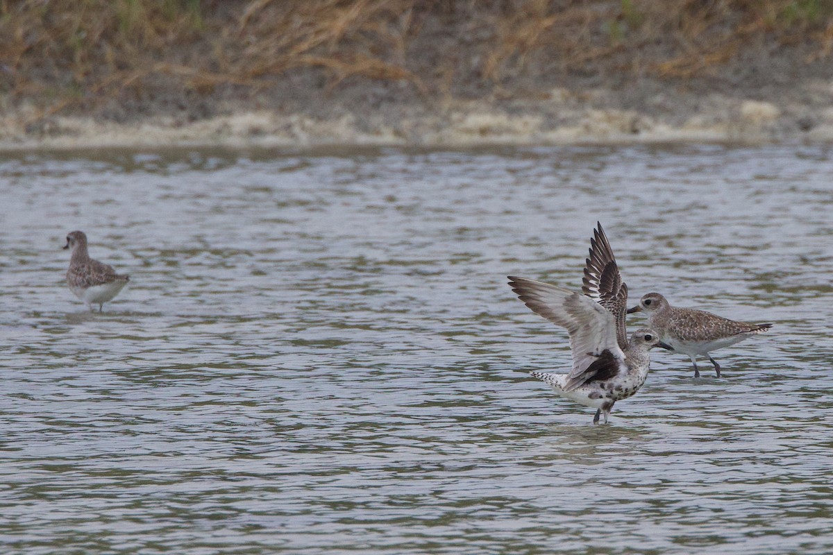 Black-bellied Plover - Michael St John