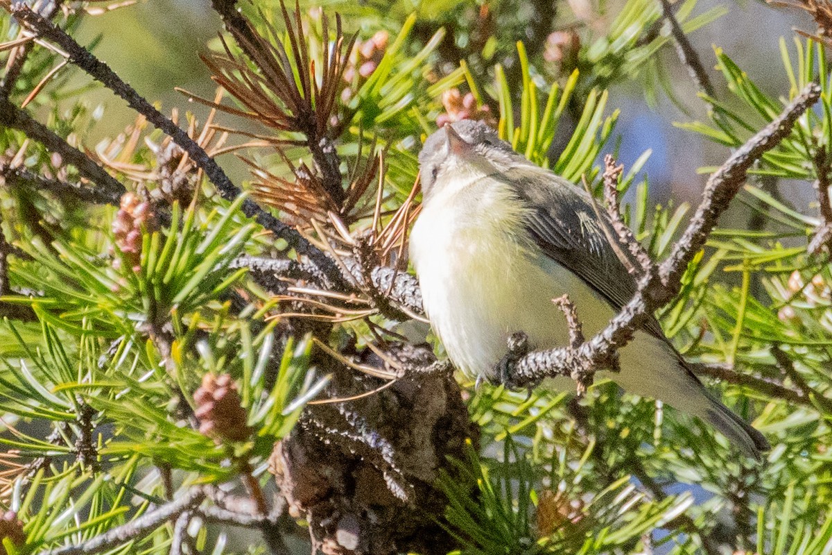 Philadelphia Vireo - Sue Wright