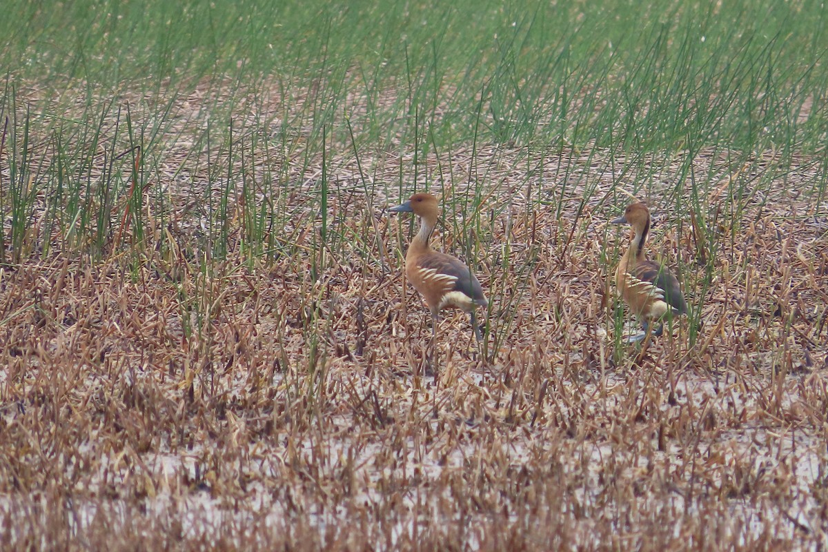 Fulvous Whistling-Duck - David Brinkman