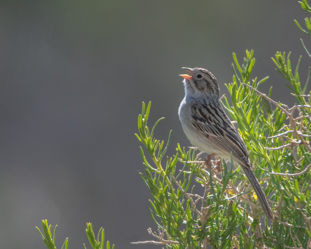 Brewer's Sparrow - David Sinton