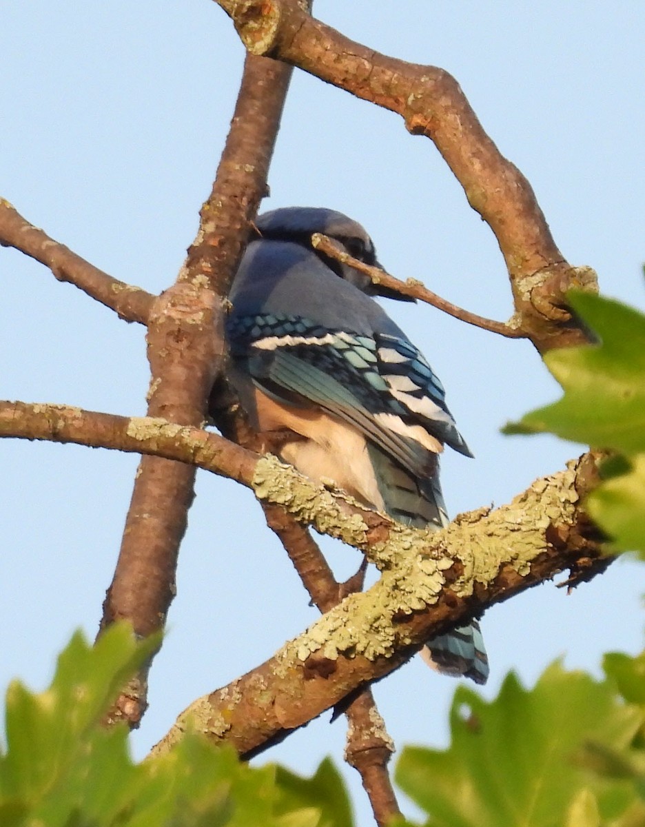 Blue Jay - Ken Karp