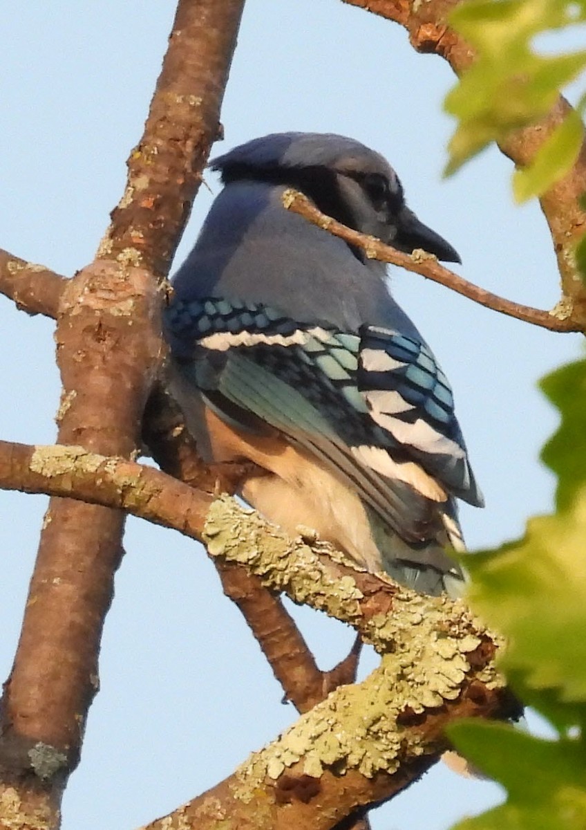 Blue Jay - Ken Karp