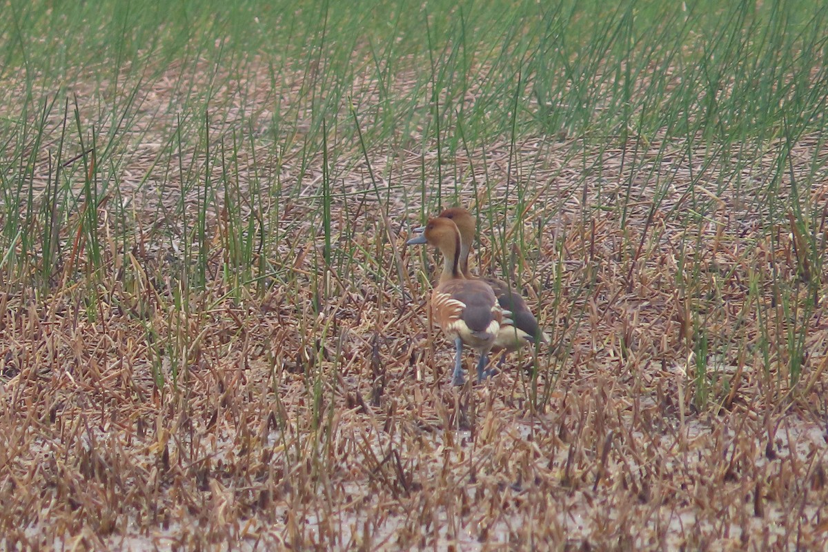 Fulvous Whistling-Duck - David Brinkman