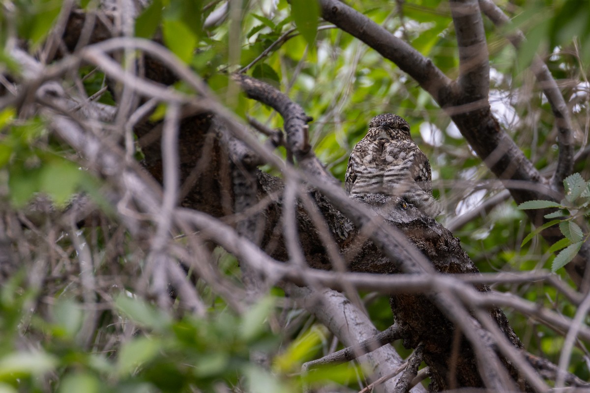 Common Nighthawk - James Halsch