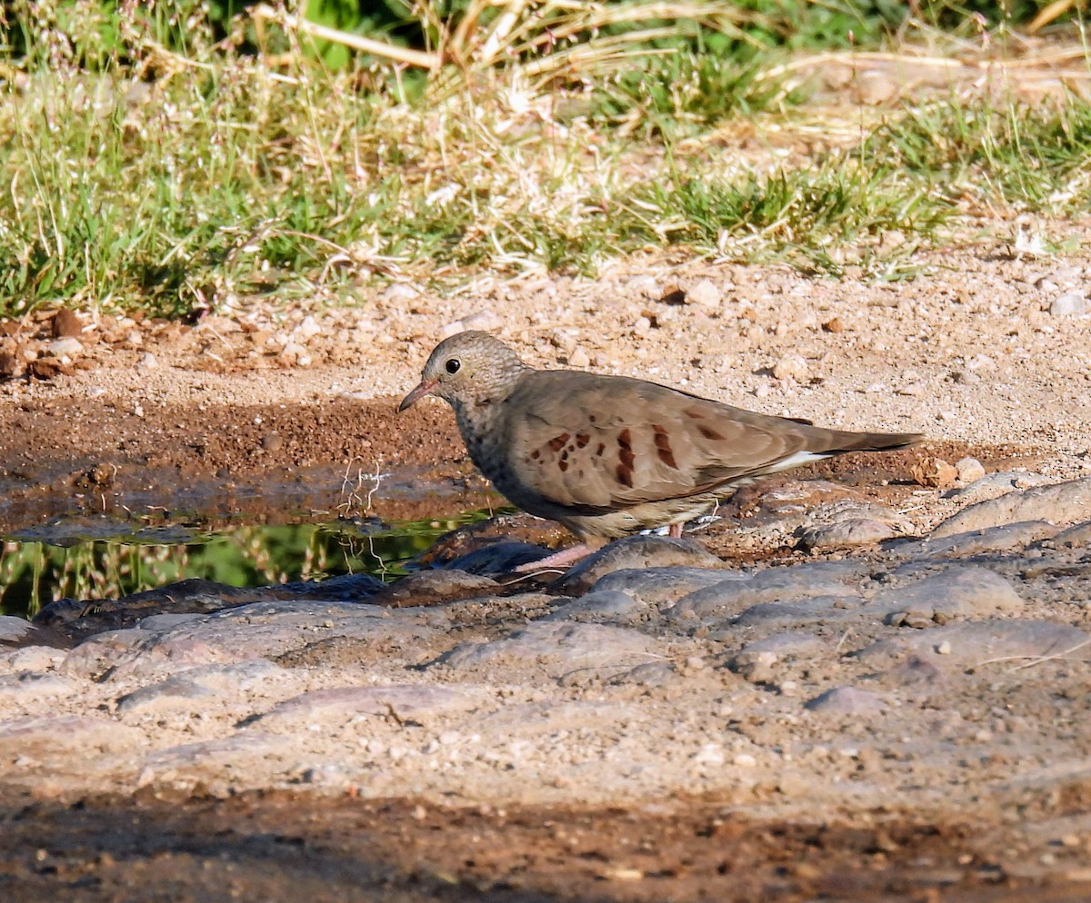 Common Ground Dove - Mary Tannehill