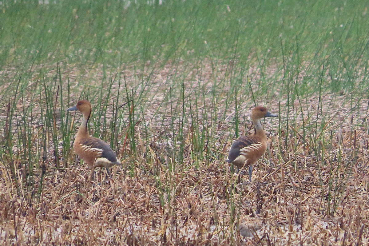 Fulvous Whistling-Duck - David Brinkman