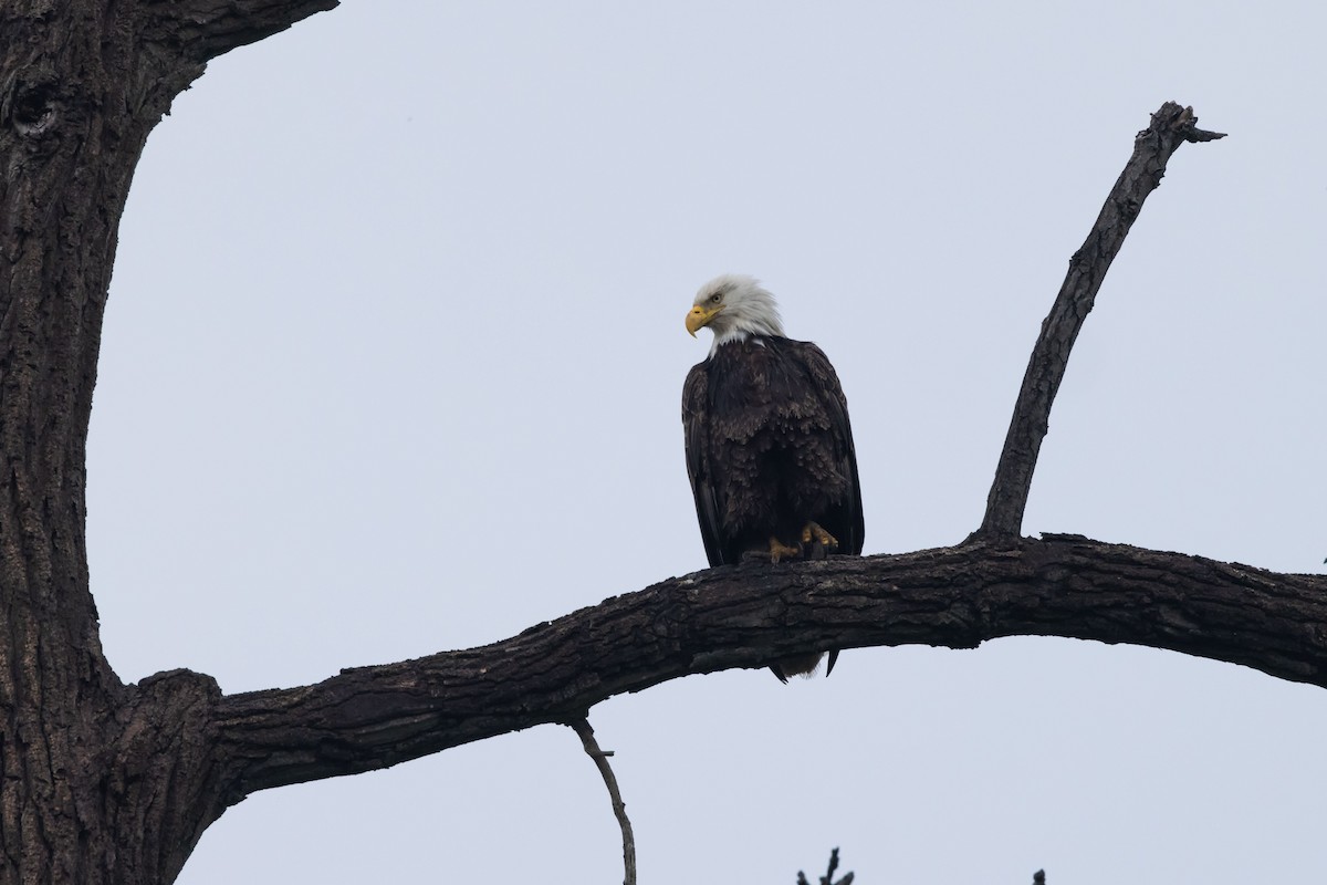 Bald Eagle - Kees de Mooy