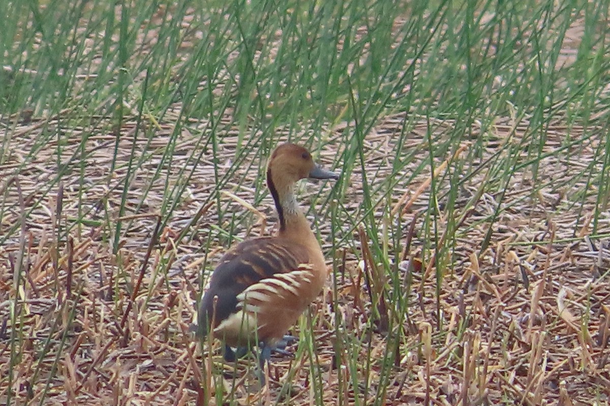 Fulvous Whistling-Duck - David Brinkman