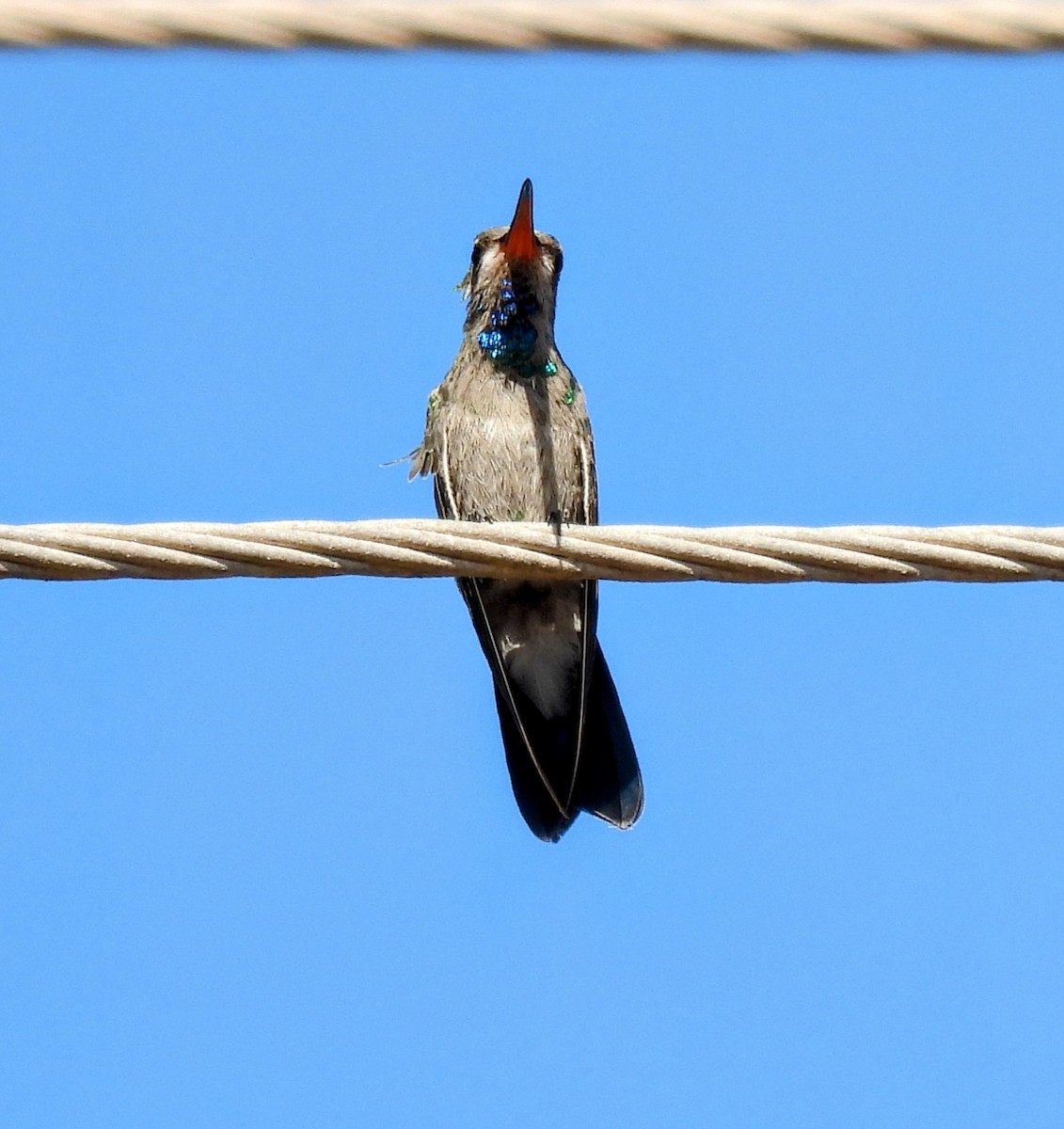 Broad-billed Hummingbird - Mary Tannehill