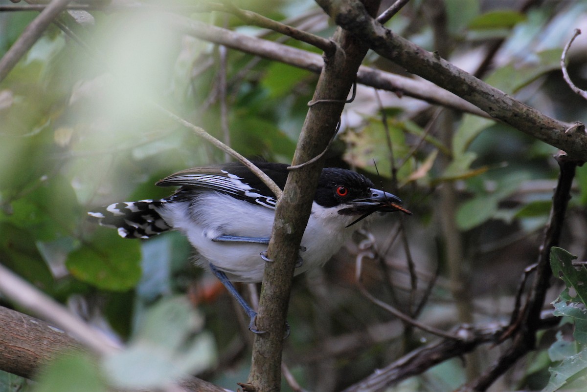 Great Antshrike - Aynore Soares Caldas