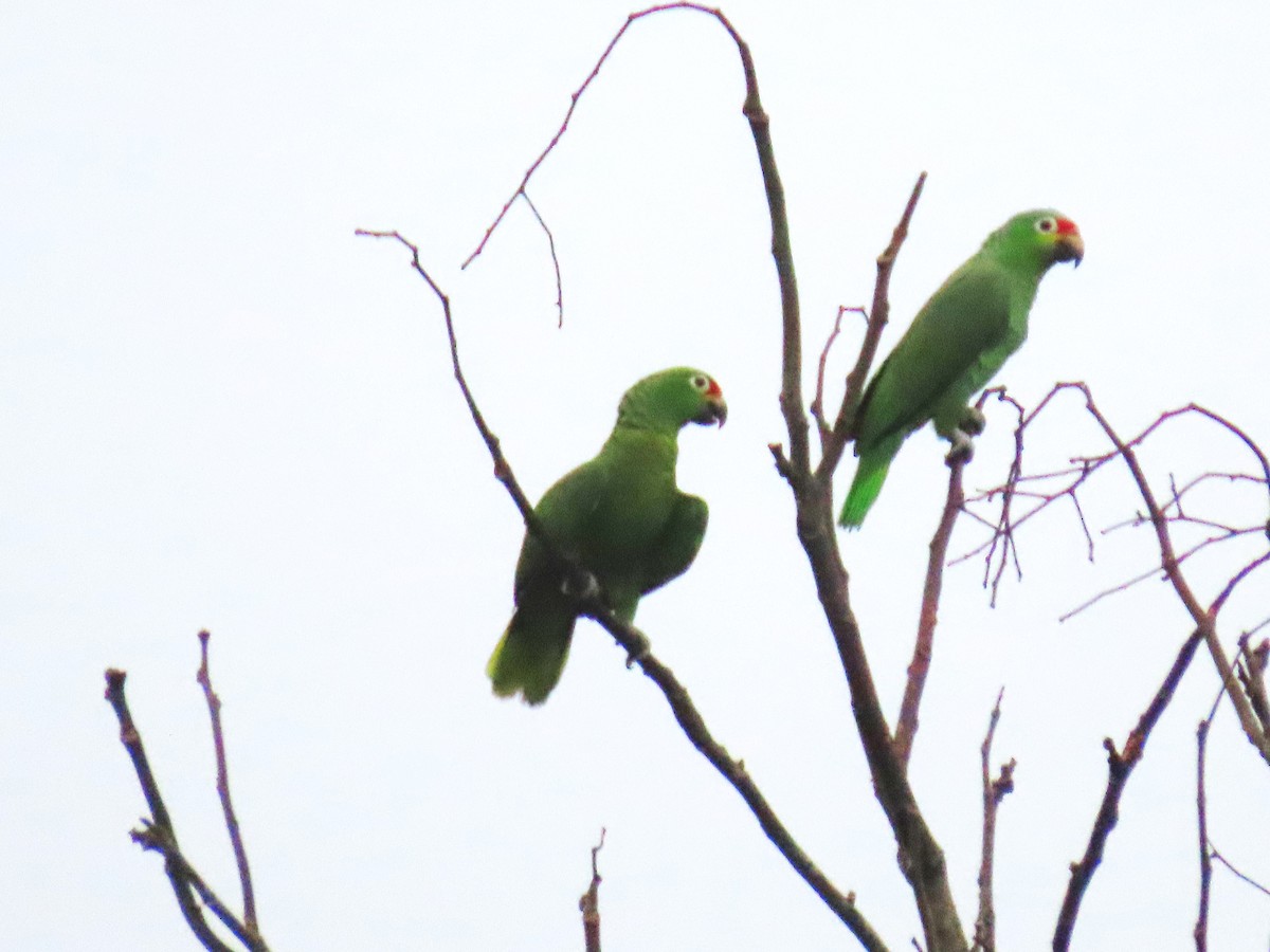 Red-lored Parrot - John Kugler