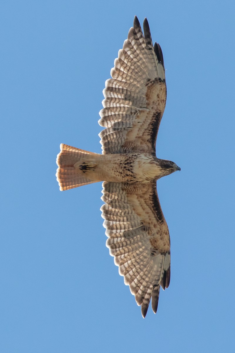 Red-tailed Hawk - Adam Kaningher