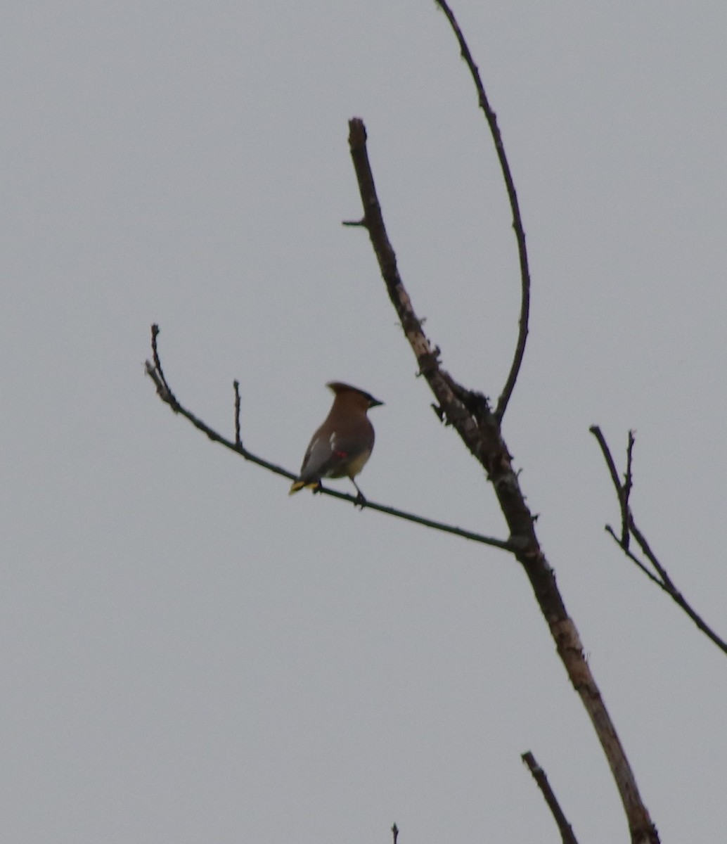 Cedar Waxwing - Susanne Hoffmann-Benning