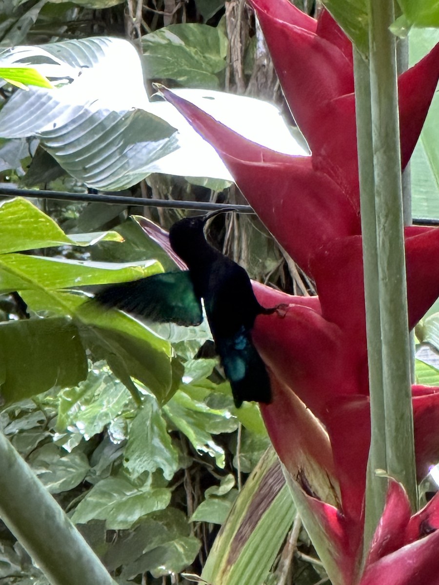 Purple-throated Carib - Cole Ruberti