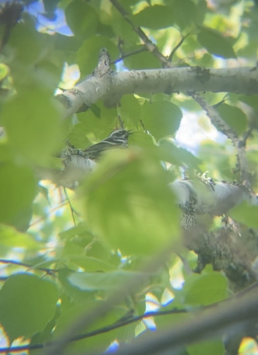 Black-and-white Warbler - Zakary L’Abbé-Larivière