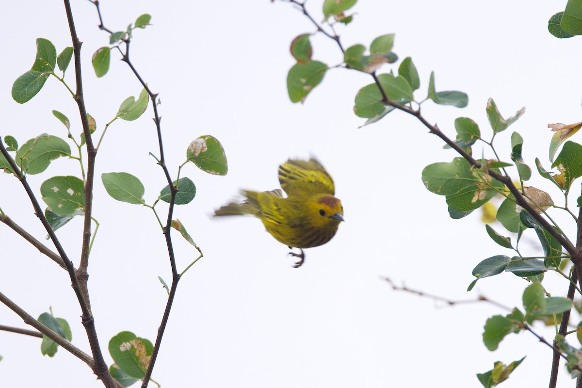 Yellow Warbler - Michael St John