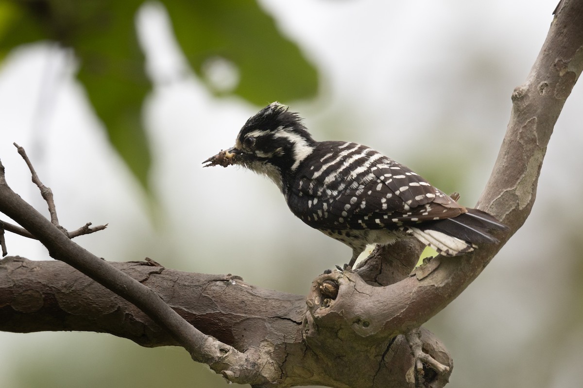 Nuttall's Woodpecker - Scott Marnoy