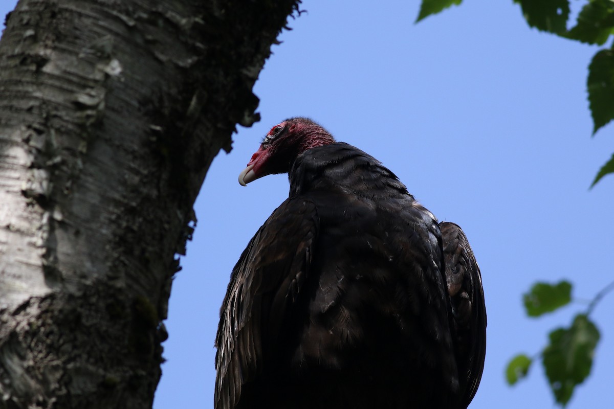 Turkey Vulture - Lily Morello