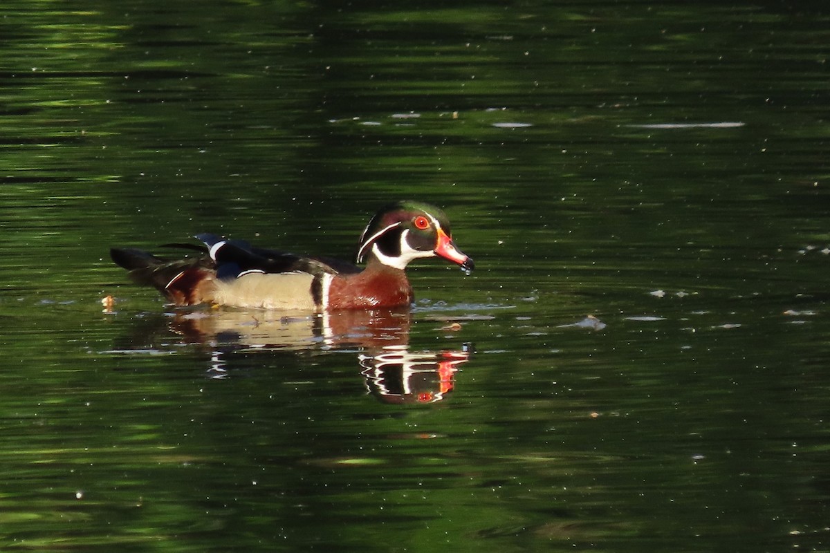 Wood Duck - ML619646863