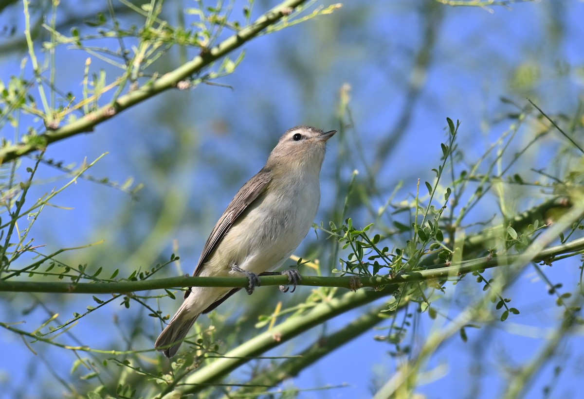 Warbling Vireo - Ryan O'Donnell