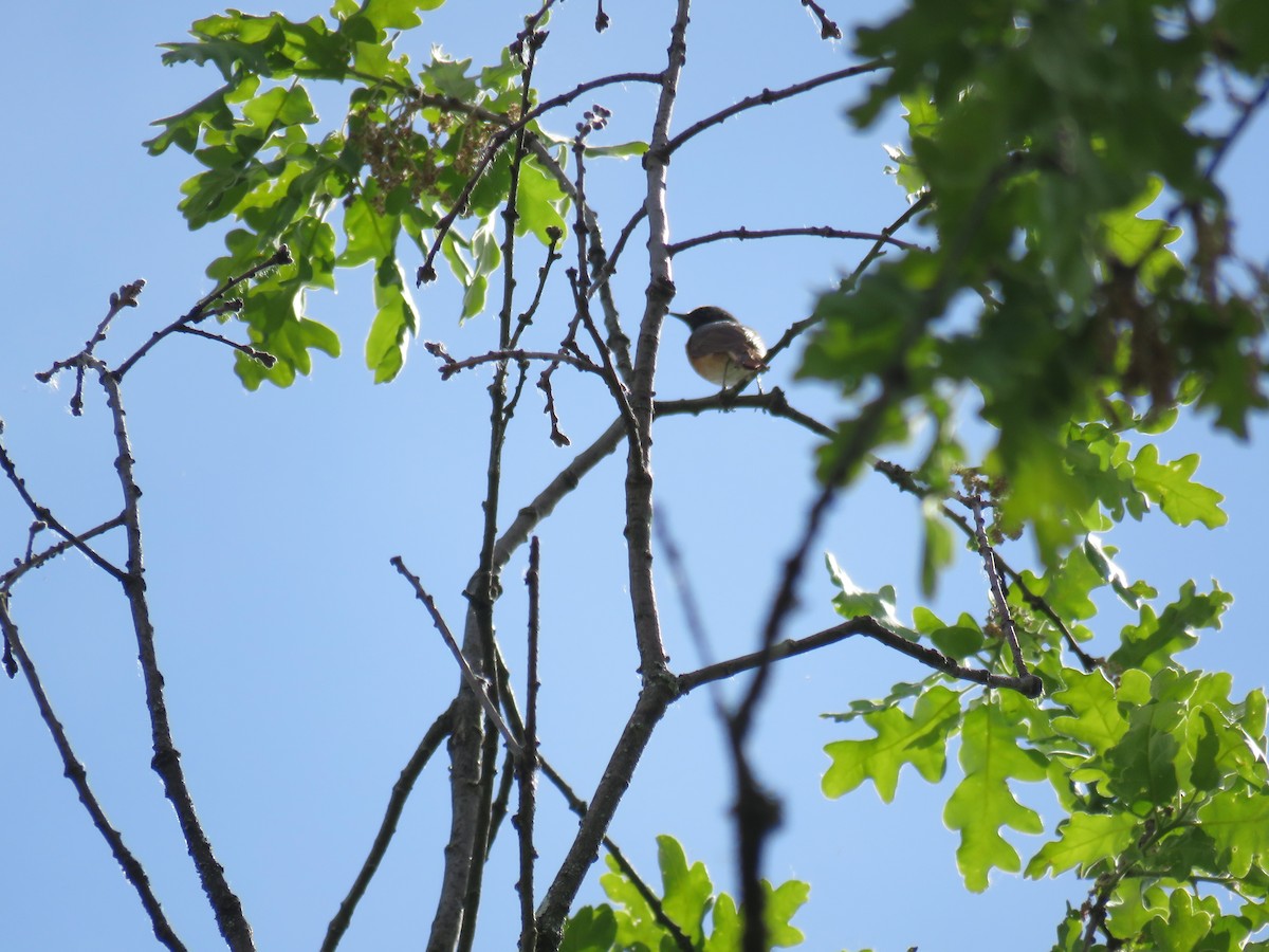 Common Redstart - Jesús Calderón