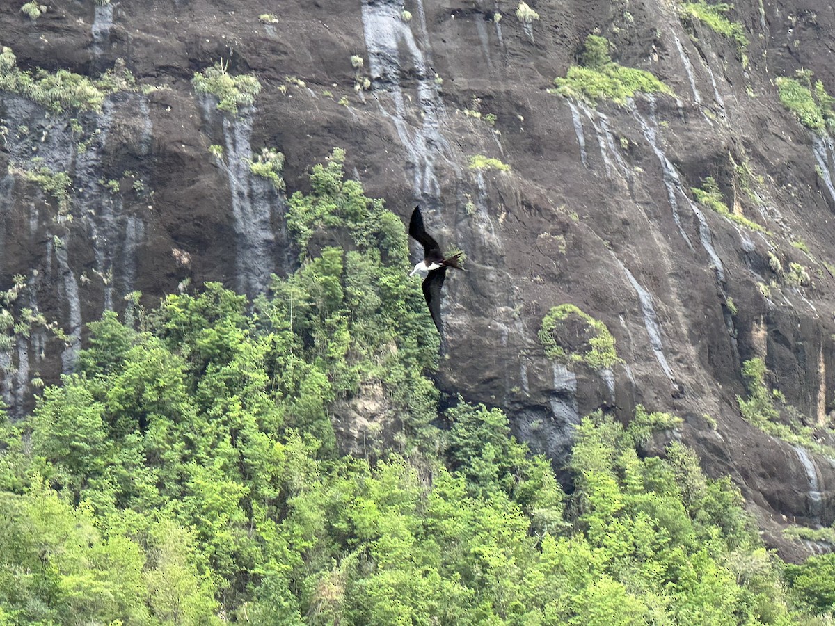 Magnificent Frigatebird - Cole Ruberti