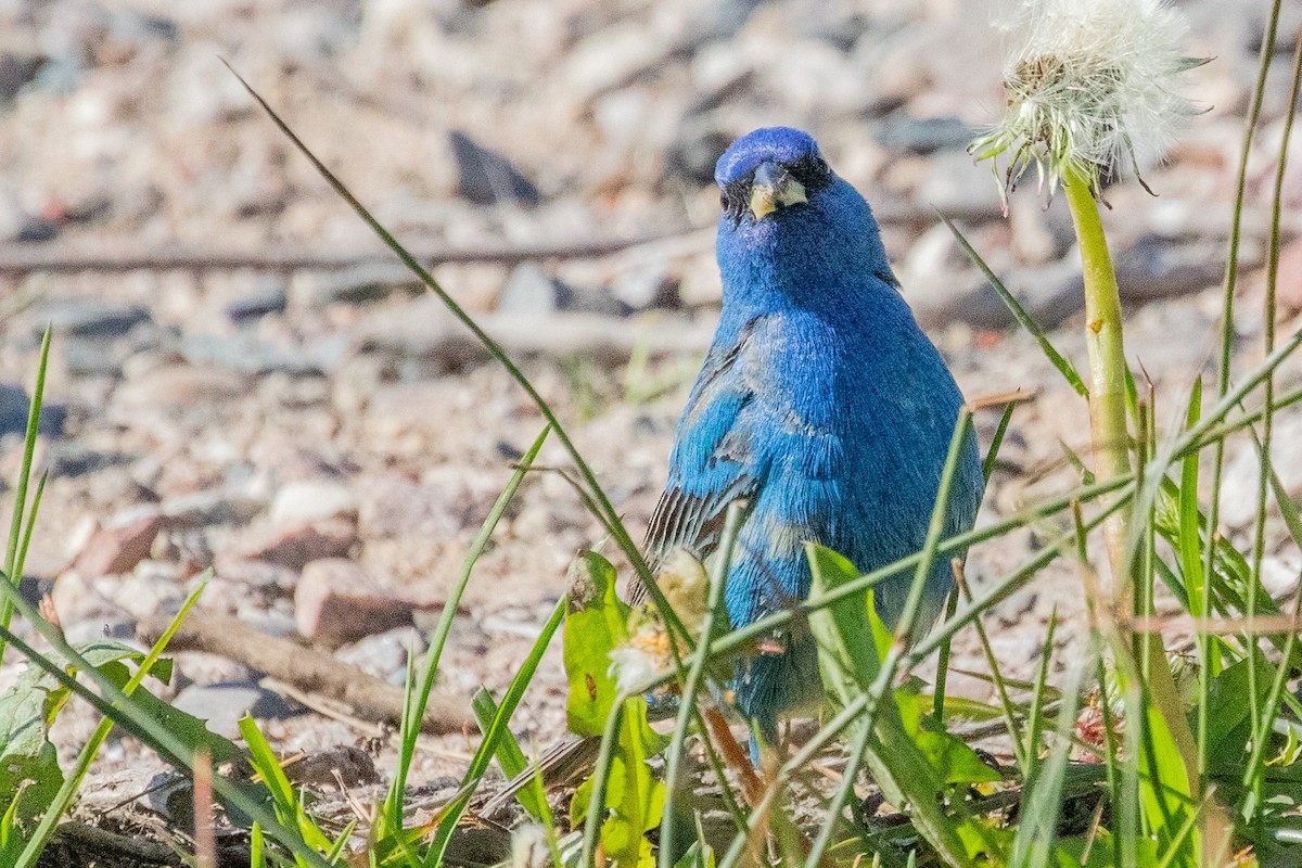 Indigo Bunting - Sue Wright