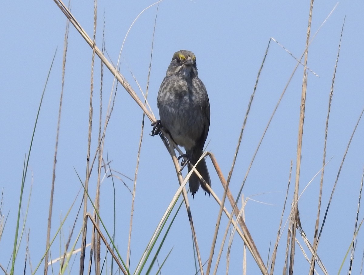 Seaside Sparrow - Fred Shaffer