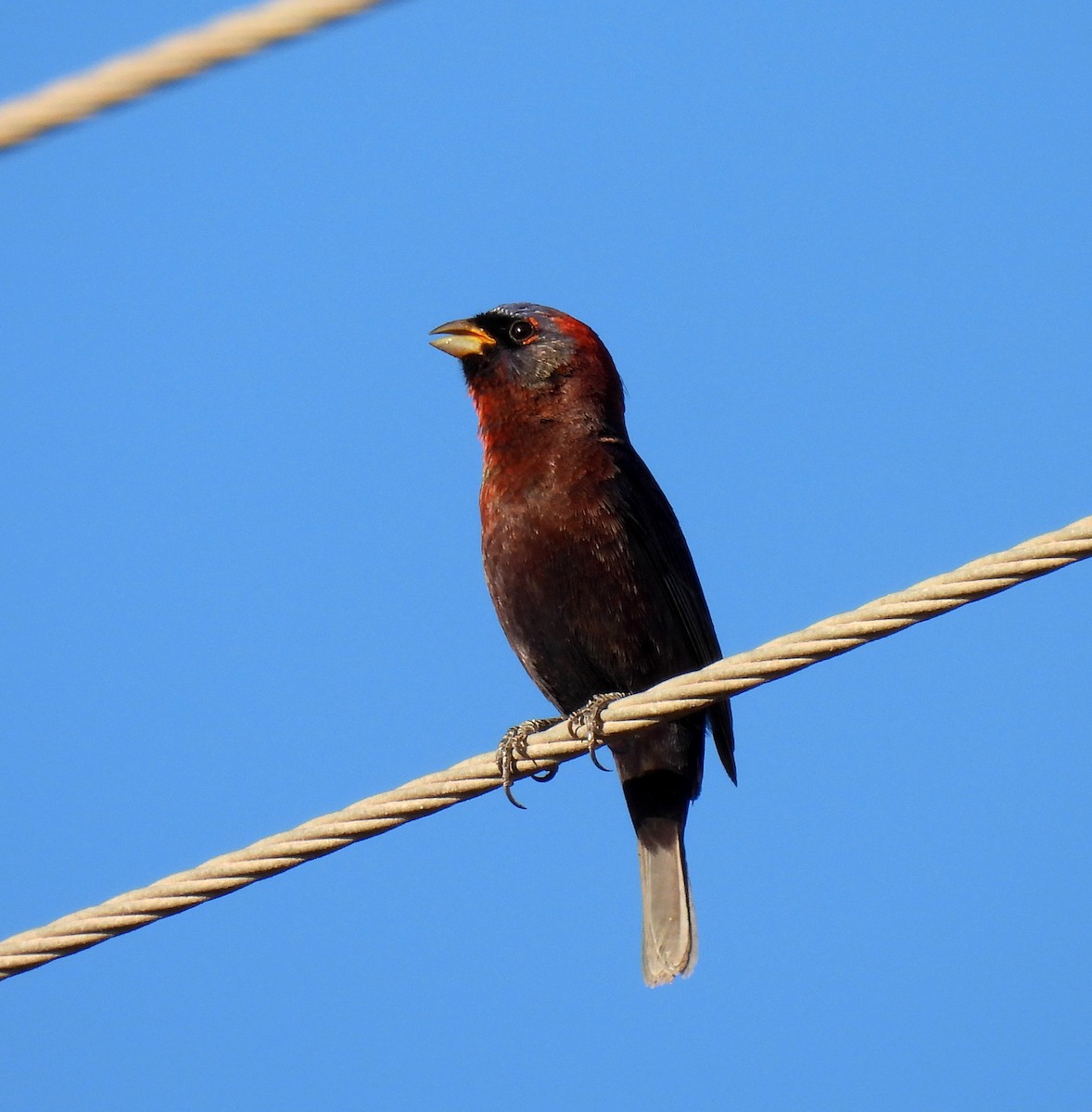 Varied Bunting - Mary Tannehill