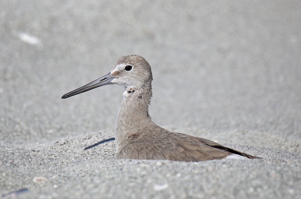 Willet - Elizabeth Winter