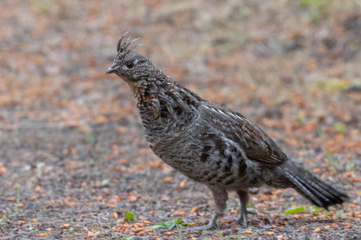 Ruffed Grouse - James Halsch