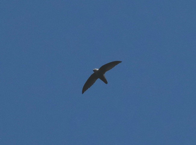 Chimney Swift - Martin Mau