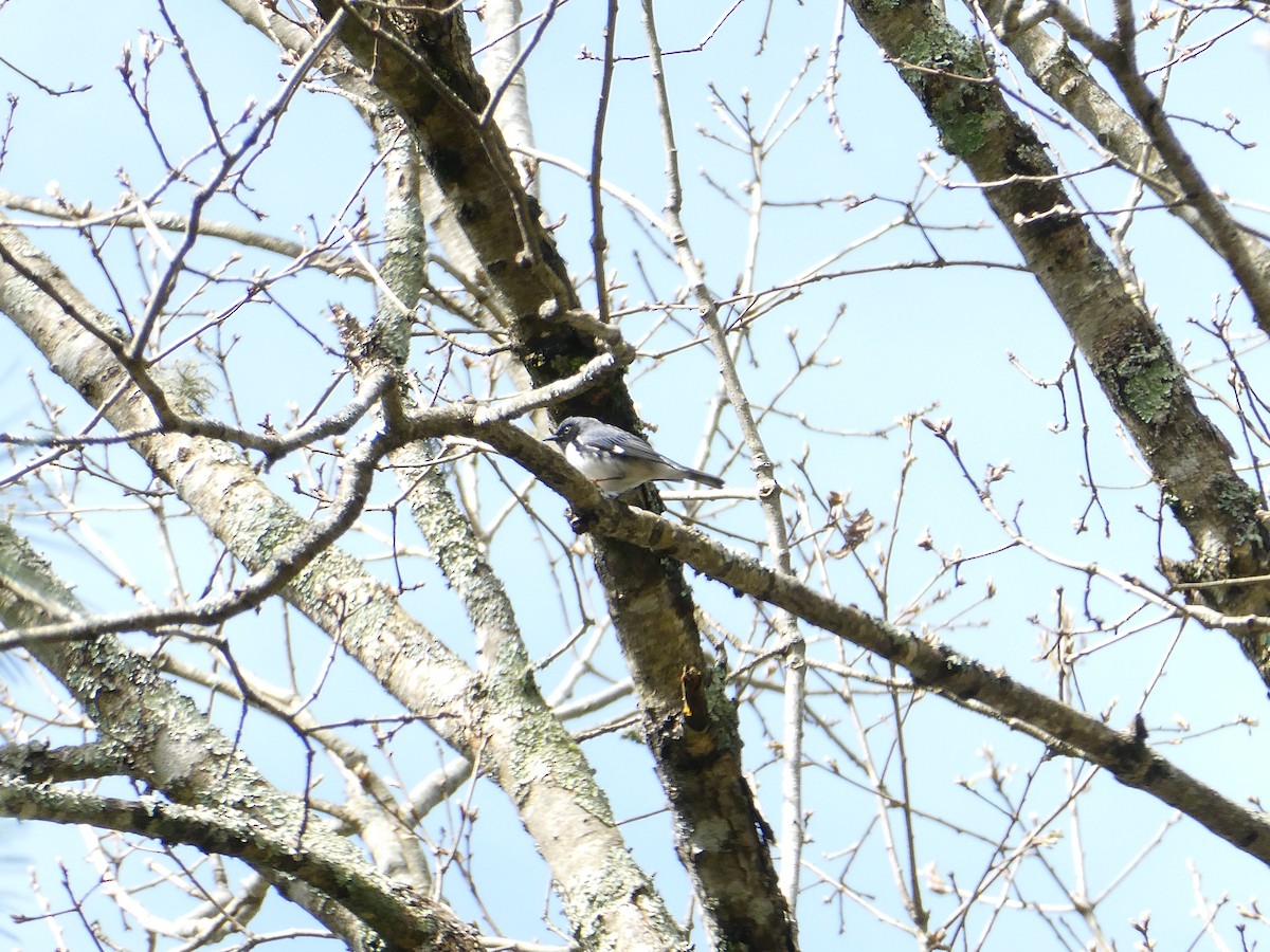 Black-throated Blue Warbler - The Suburban Resident