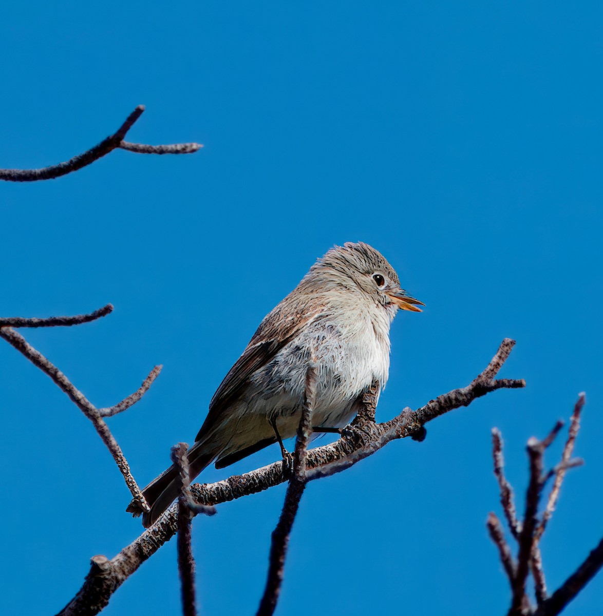 Gray Flycatcher - Julie Schneider