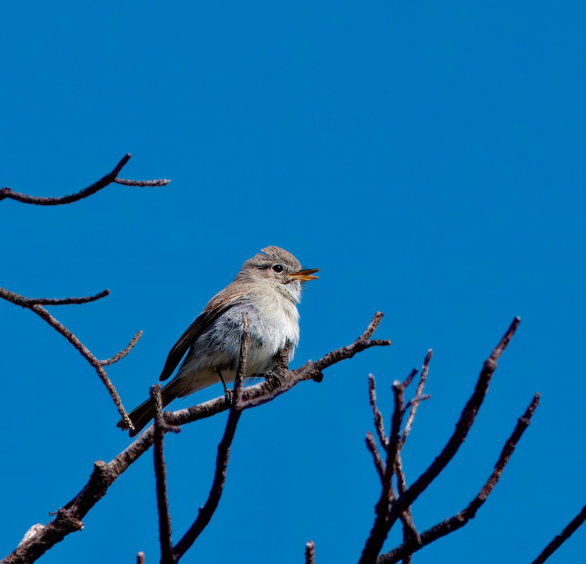 Gray Flycatcher - Julie Schneider