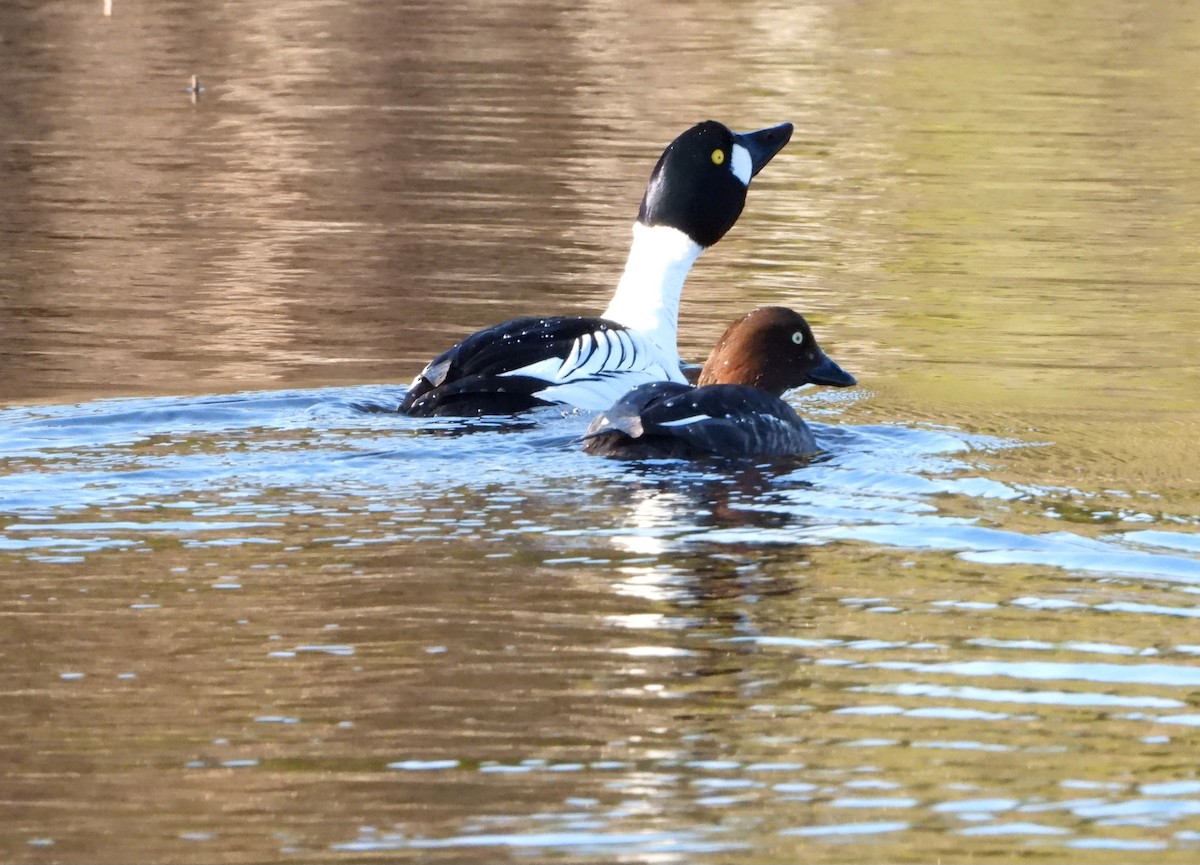 Common Goldeneye - Jon Iratzagorria Garay