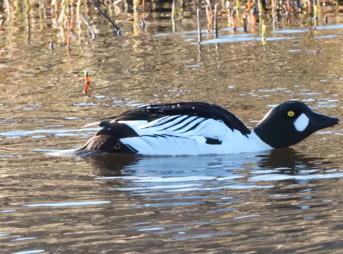 Common Goldeneye - Jon Iratzagorria Garay