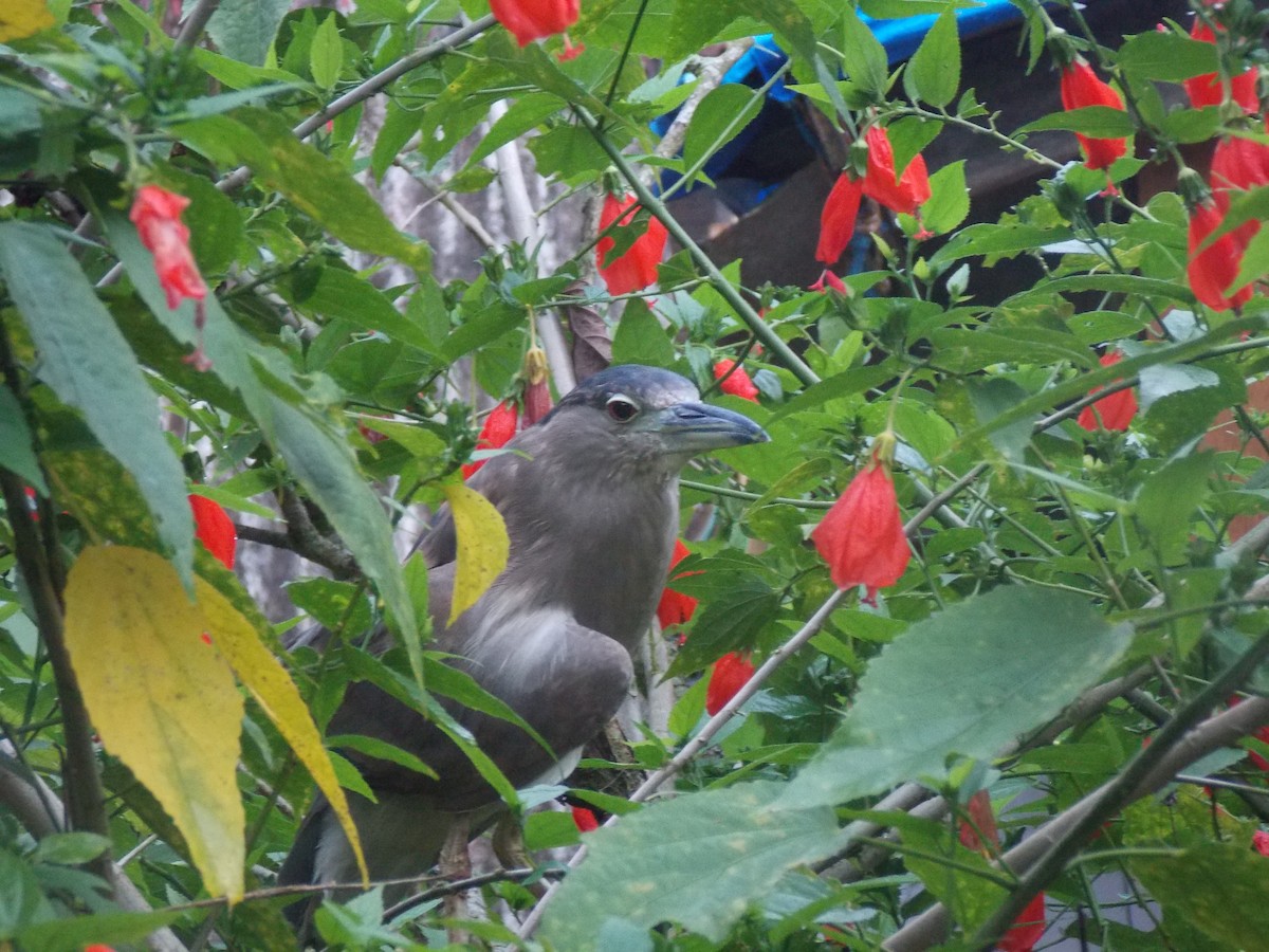 Black-crowned Night Heron - Nilson Cazorino