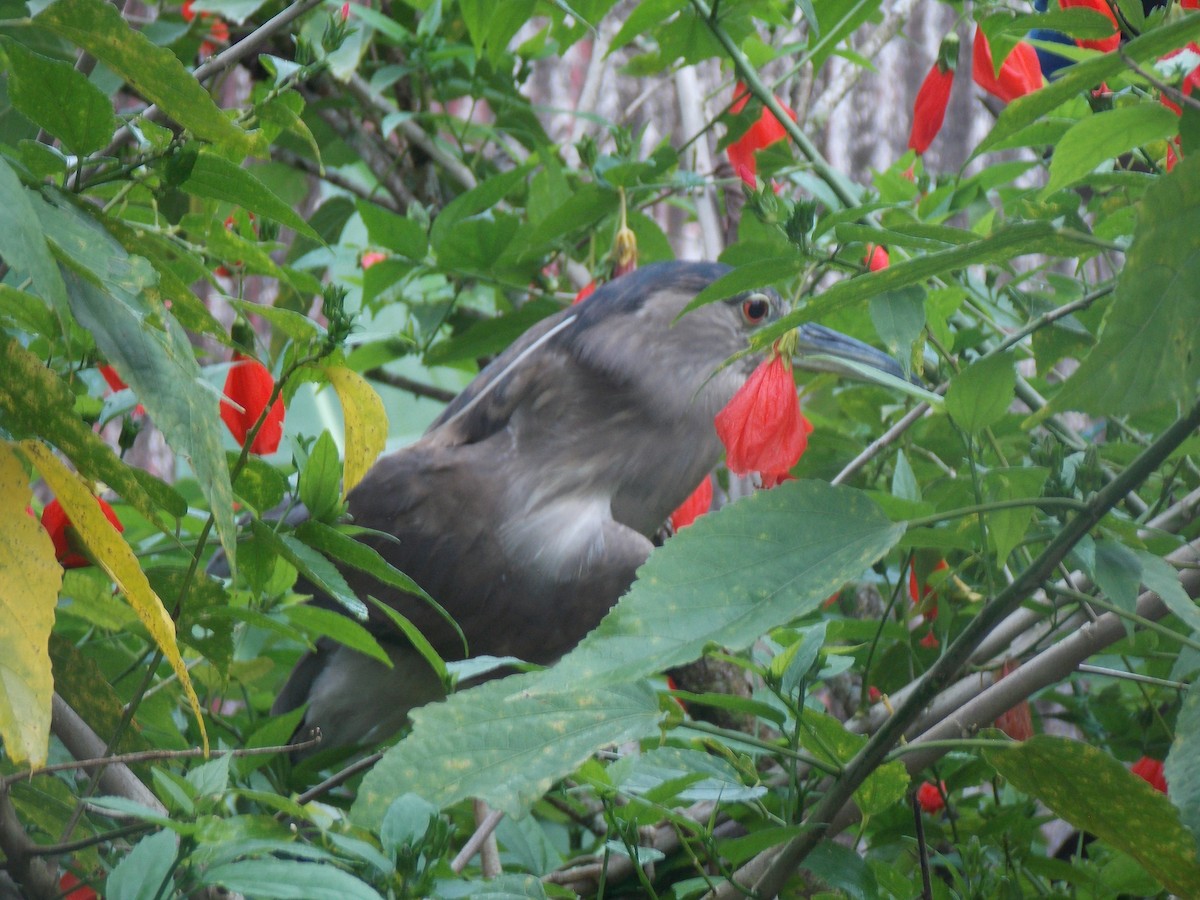 Black-crowned Night Heron - Nilson Cazorino