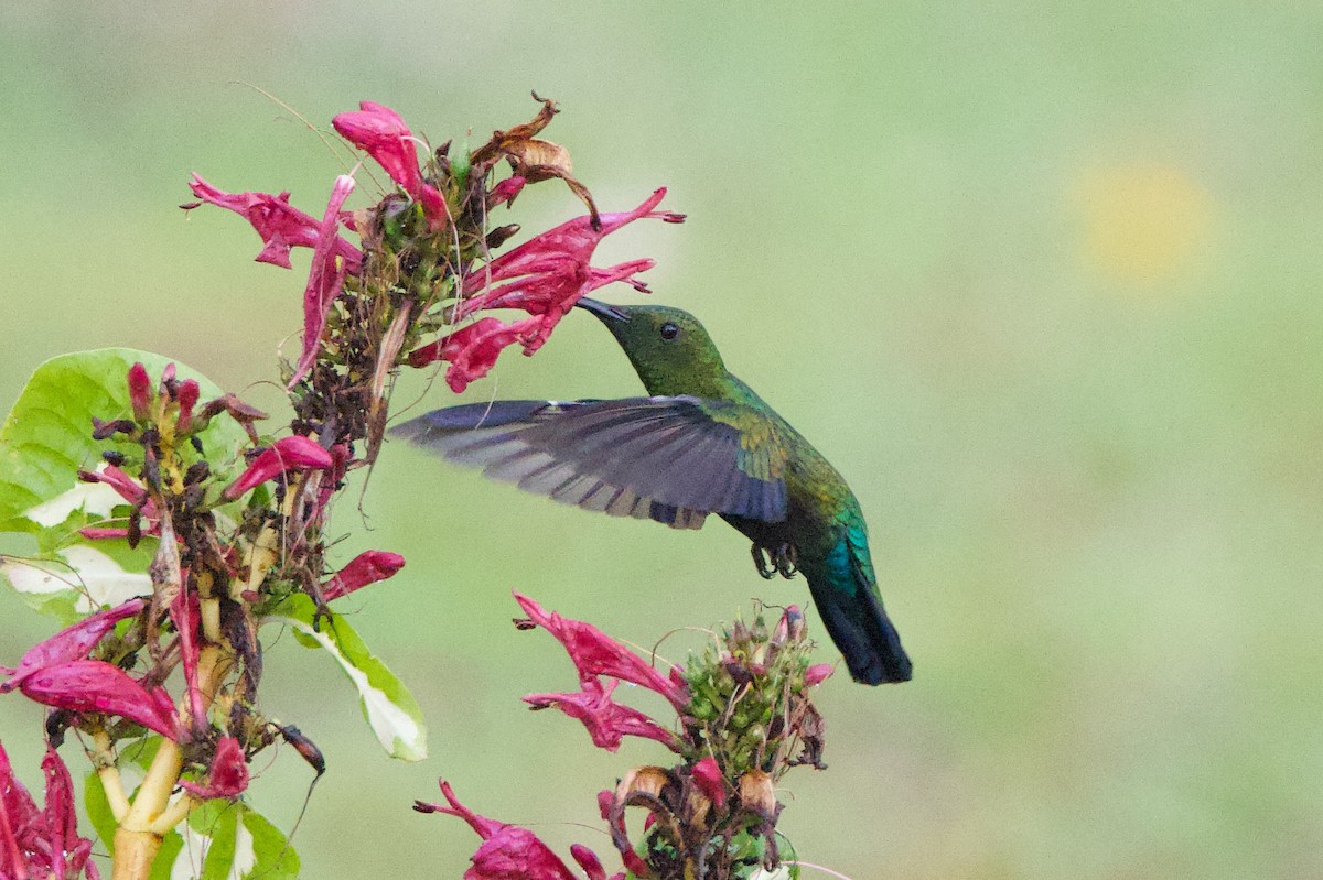 Green-throated Carib - Michael St John