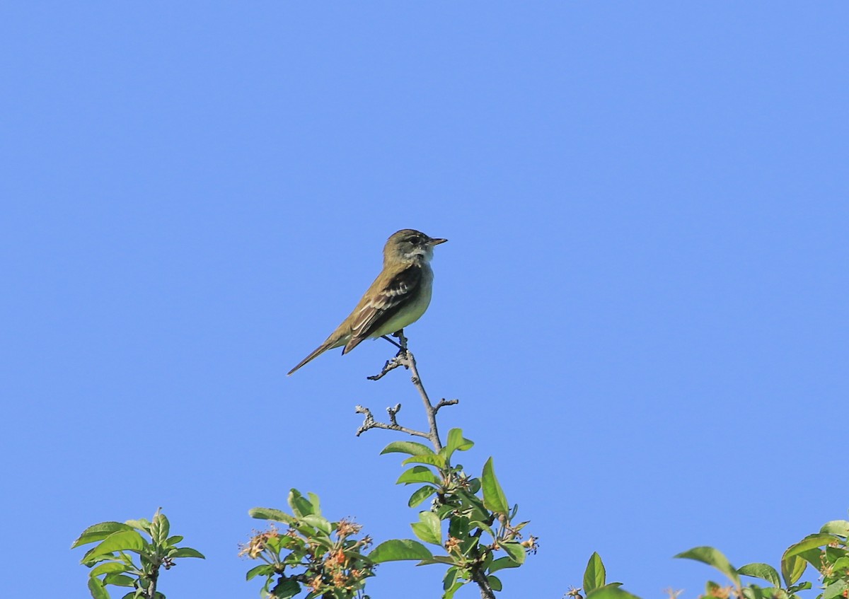 Willow Flycatcher - ML619646989